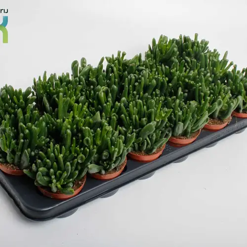 Crassula Horn Tree T08,5 H015