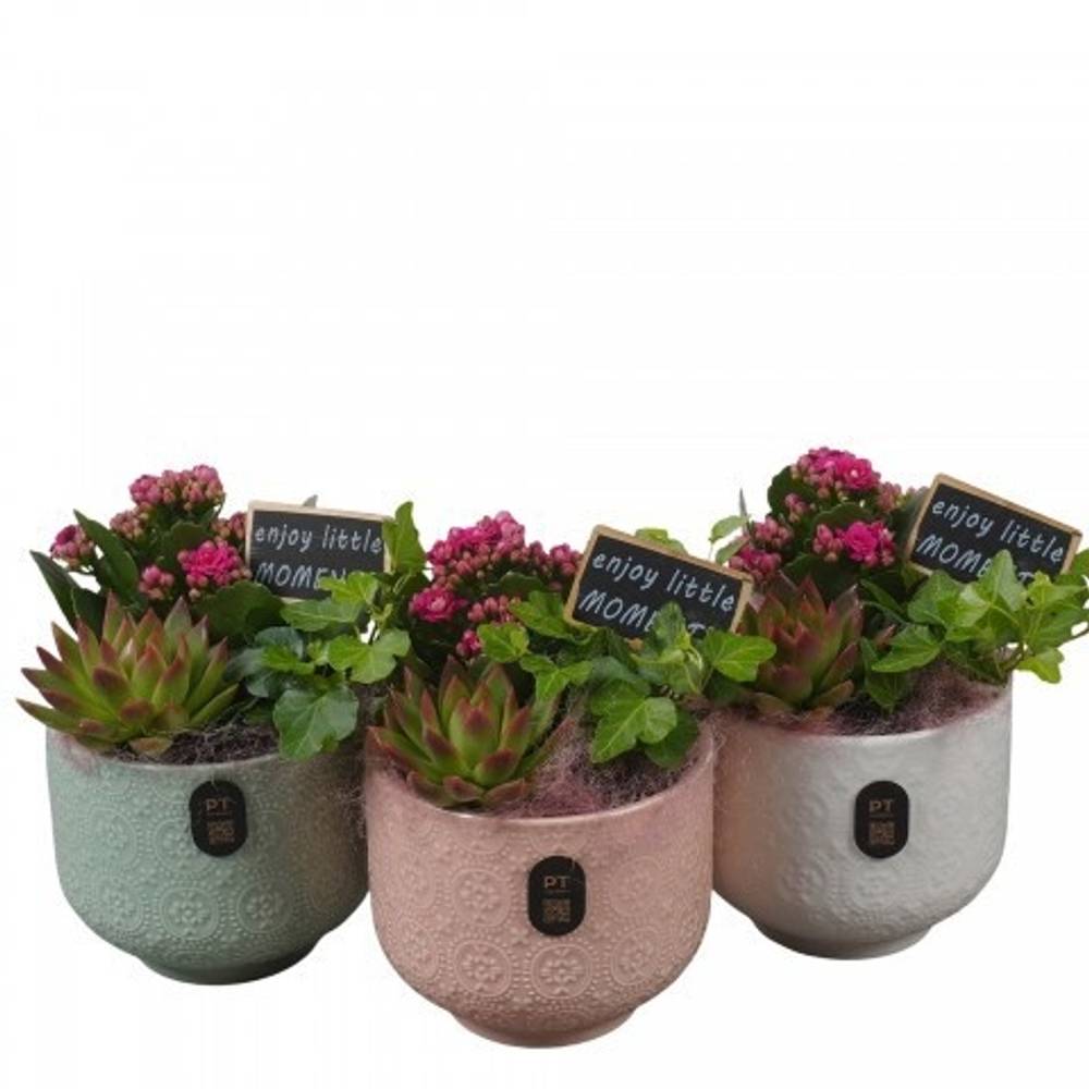 Kal.Arr mix PTIB5180 T12 H019