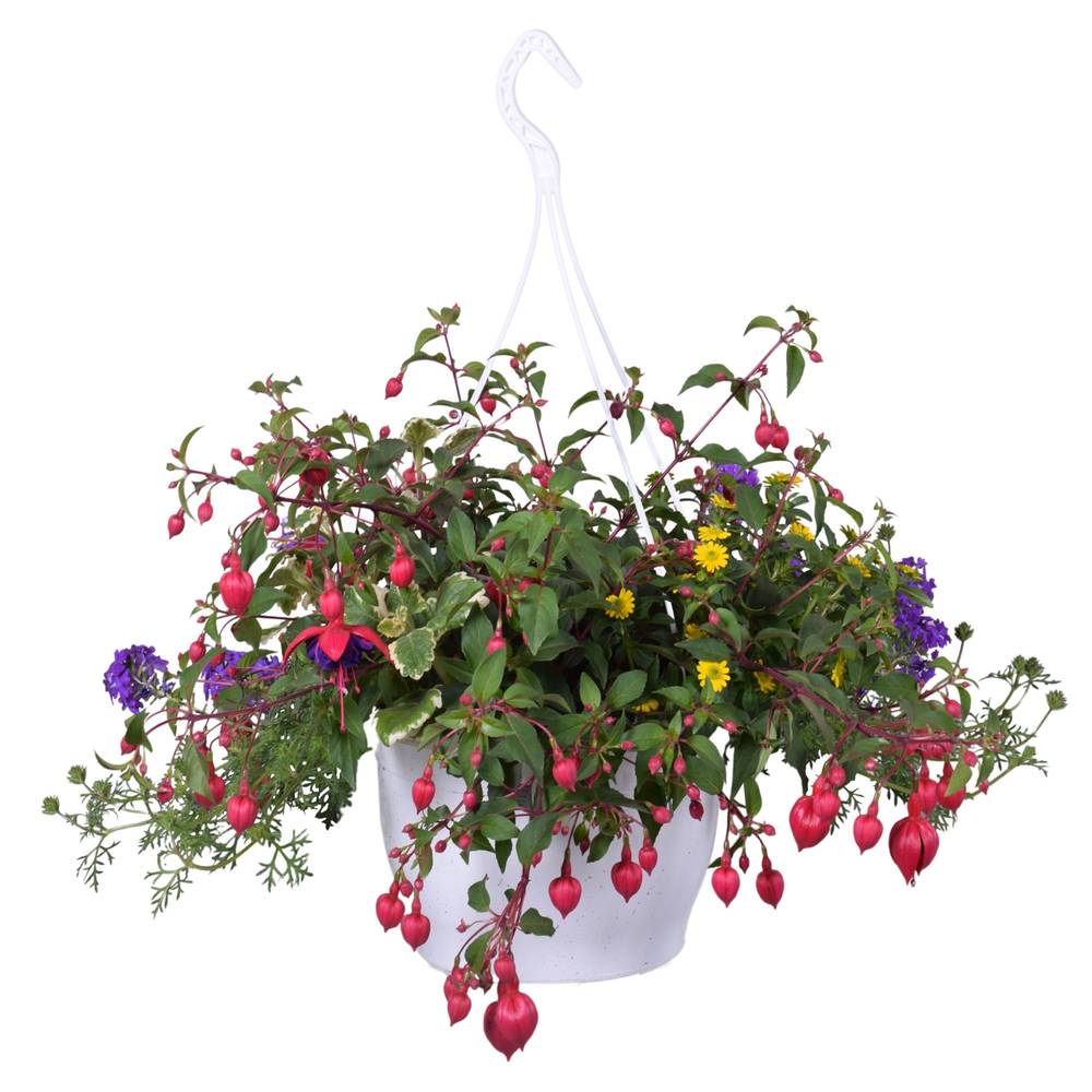 Beetpflanzen mix im Ampeltopf T25 H040