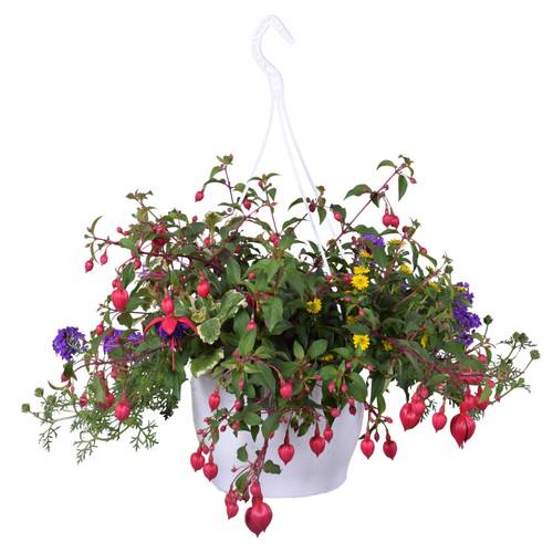 Beetpflanzen mix im Ampeltopf T25 H040