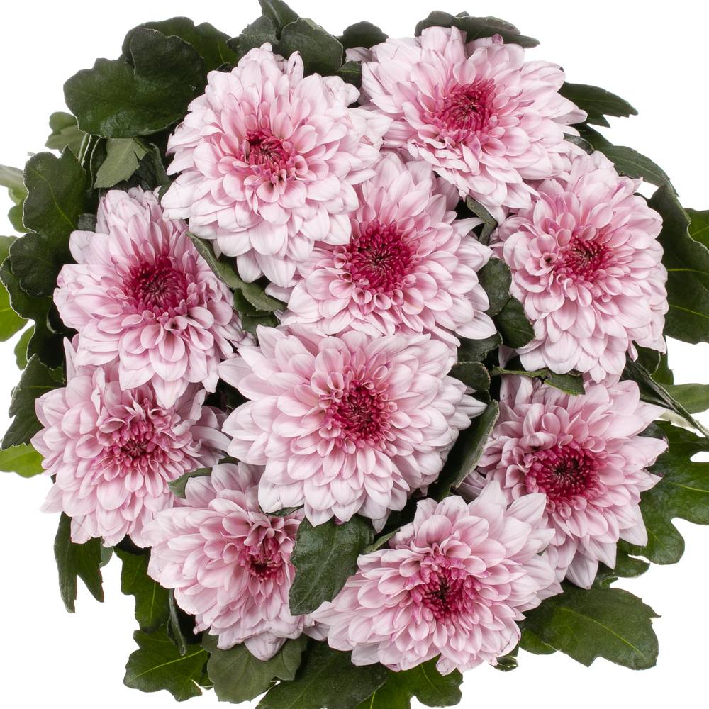 Chrys.Deko rosa Pip Pretty 75 Gramm