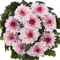 Chrys.Deko rosa Pip Pretty 75 Gramm