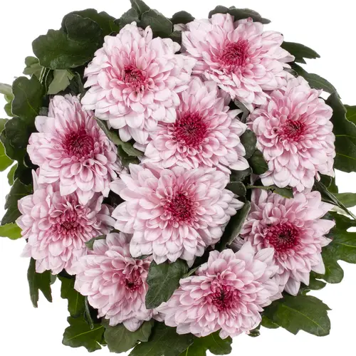Chrys.Deko rosa Pip Pretty 75 Gramm
