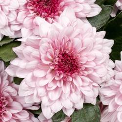 Chrys.Deko rosa Pip Pretty 75 Gramm
