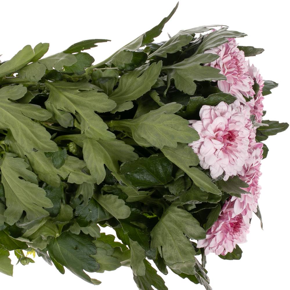 Chrys.Deko rosa Pip Pretty 75 Gramm