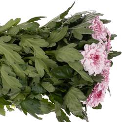 Chrys.Deko rosa Pip Pretty 75 Gramm