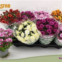 Chrysantheme mix Schnapchen Von Uhr T12 H020