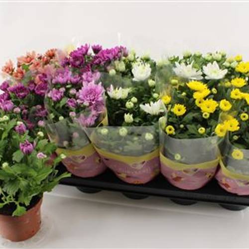 Chrysantheme mix Schnapchen Von Uhr T12 H026