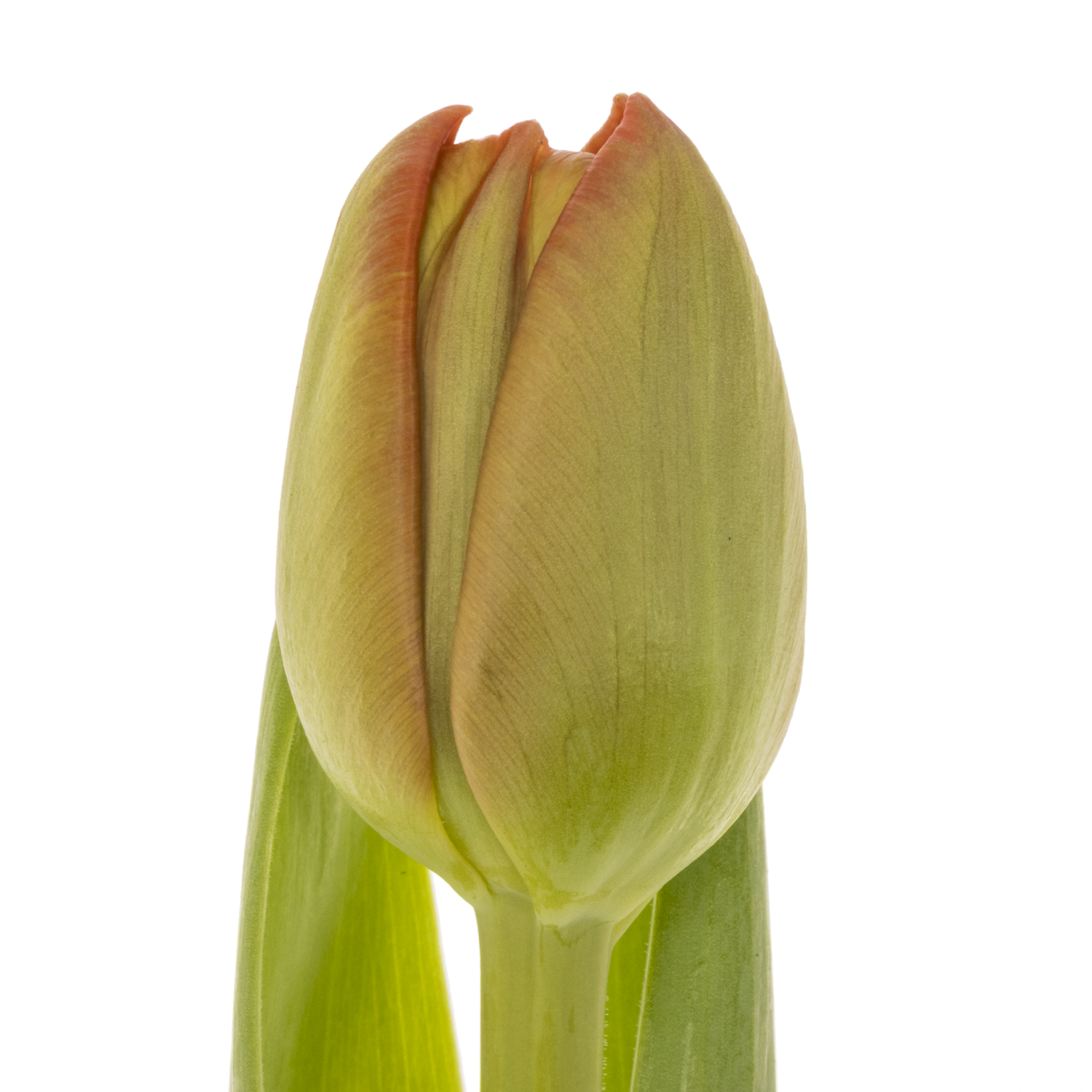 Tulpe orange doppel Geneva 36 Gramm