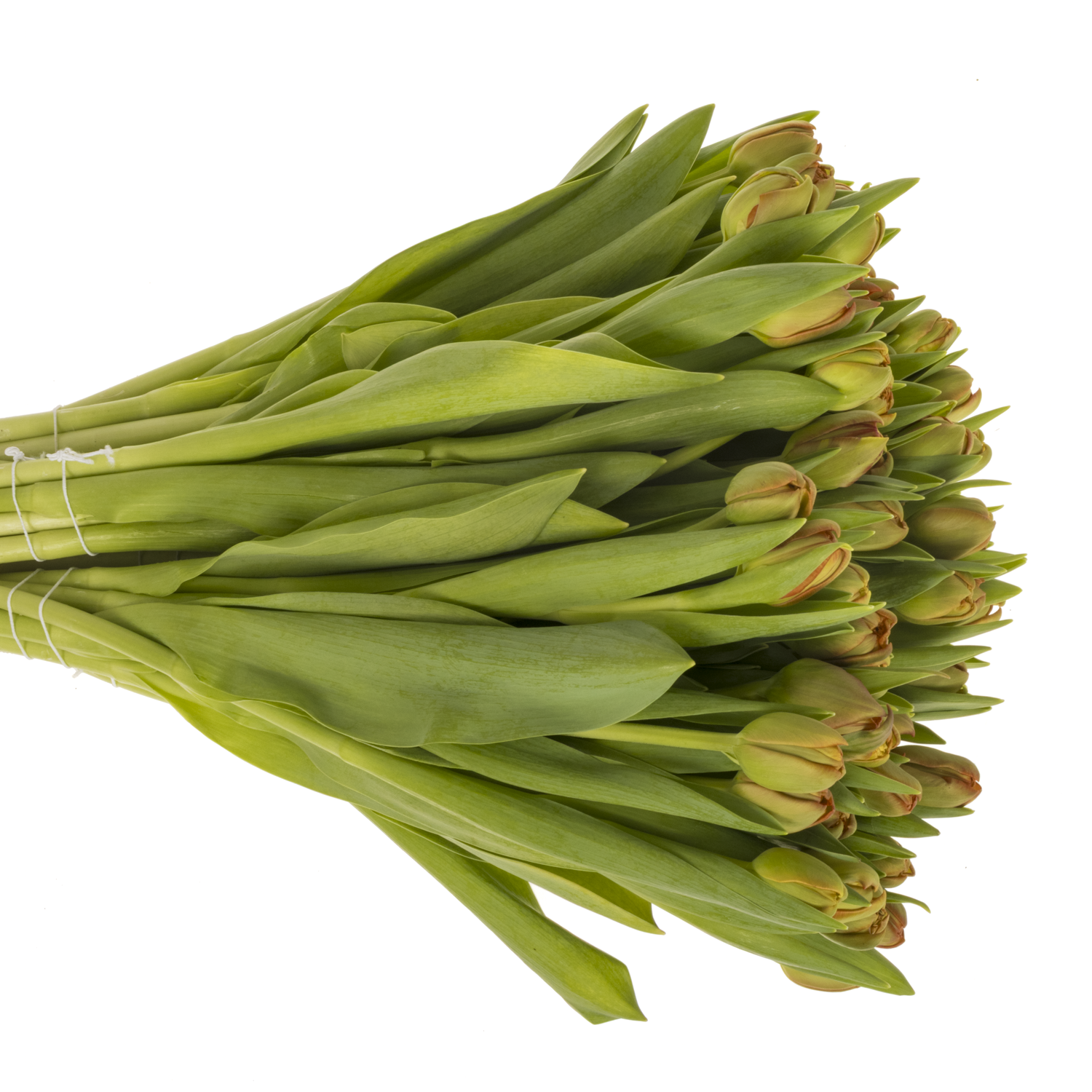 Tulpe orange doppel Geneva 36 Gramm