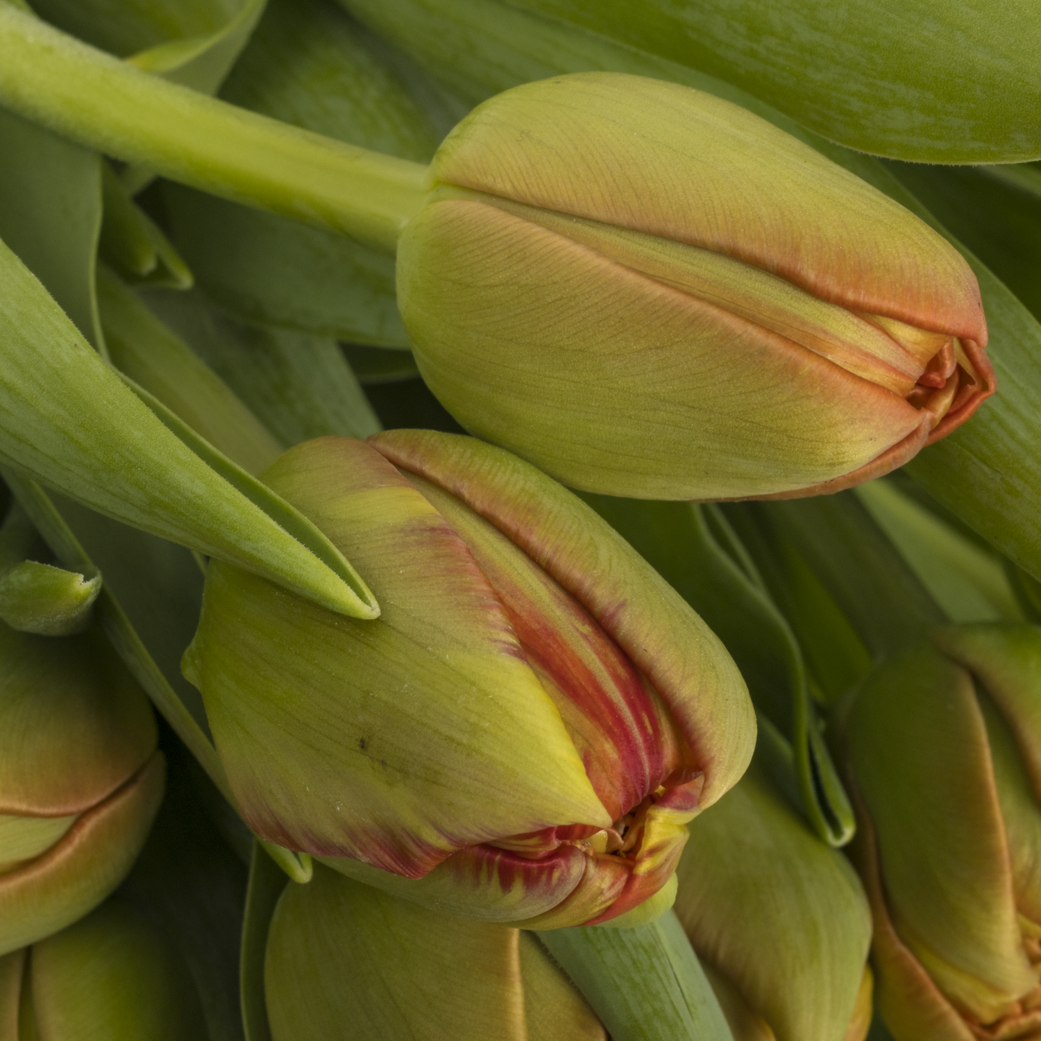 Tulpe orange doppel Geneva 36 Gramm