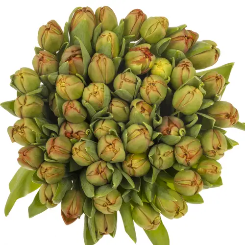 Tulpe orange doppel Geneva 36 Gramm