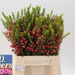 Wachsflower lachs Chamecordia Rey 35 Gramm 45cm