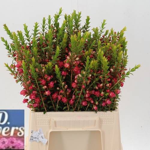 Wachsflower lachs Chamecordia Rey 35 Gramm 45cm