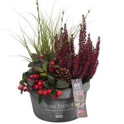 Garten.Arr PTHO4194 T20 H040