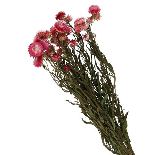 Trocken Helichrysum rosa L60cm