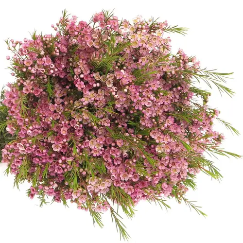 Wachsflower hell rosa Wendy 25 Gramm 60cm