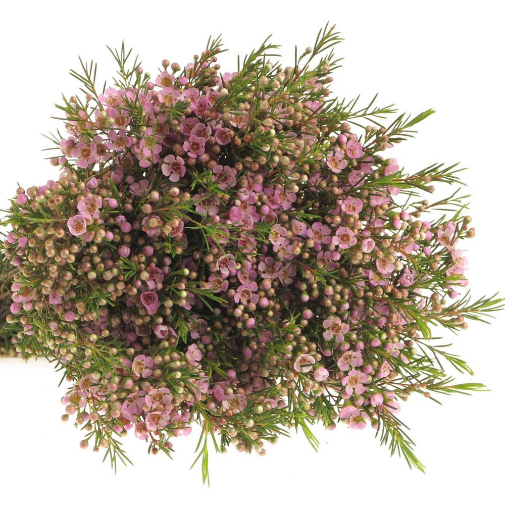 Wachsflower hell rosa Wendy 25 Gramm 60cm