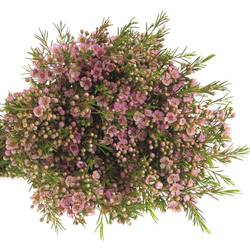 Wachsflower hell rosa Wendy 25 Gramm 60cm