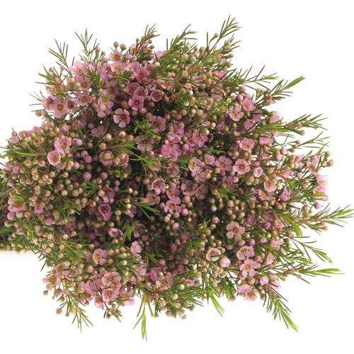 Wachsflower hell rosa Wendy 25 Gramm 60cm
