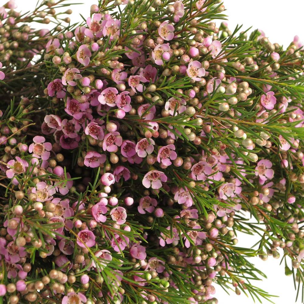 Wachsflower hell rosa Wendy 25 Gramm 60cm