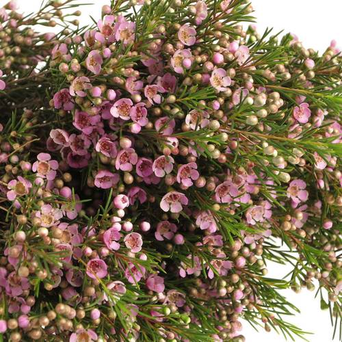 Wachsflower hell rosa Wendy 25 Gramm 60cm