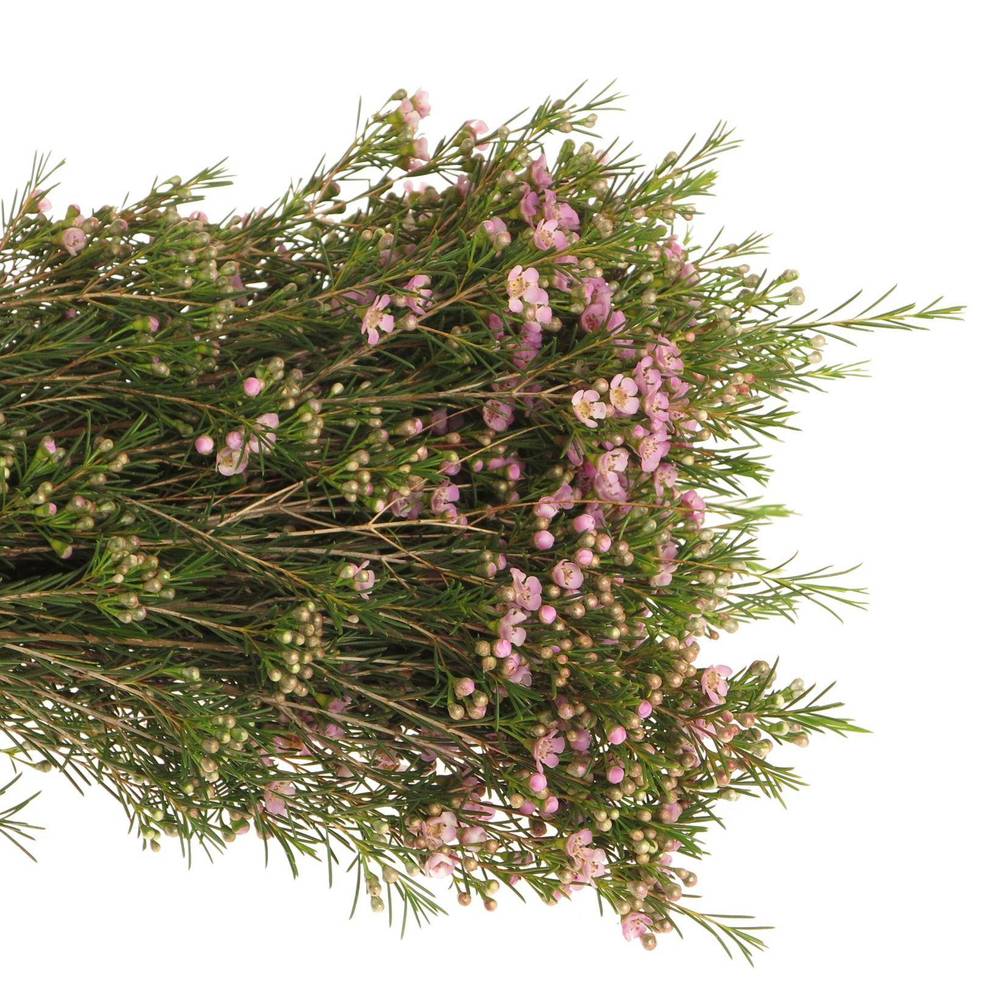 Wachsflower hell rosa Wendy 25 Gramm 60cm