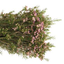 Wachsflower hell rosa Wendy 25 Gramm 60cm