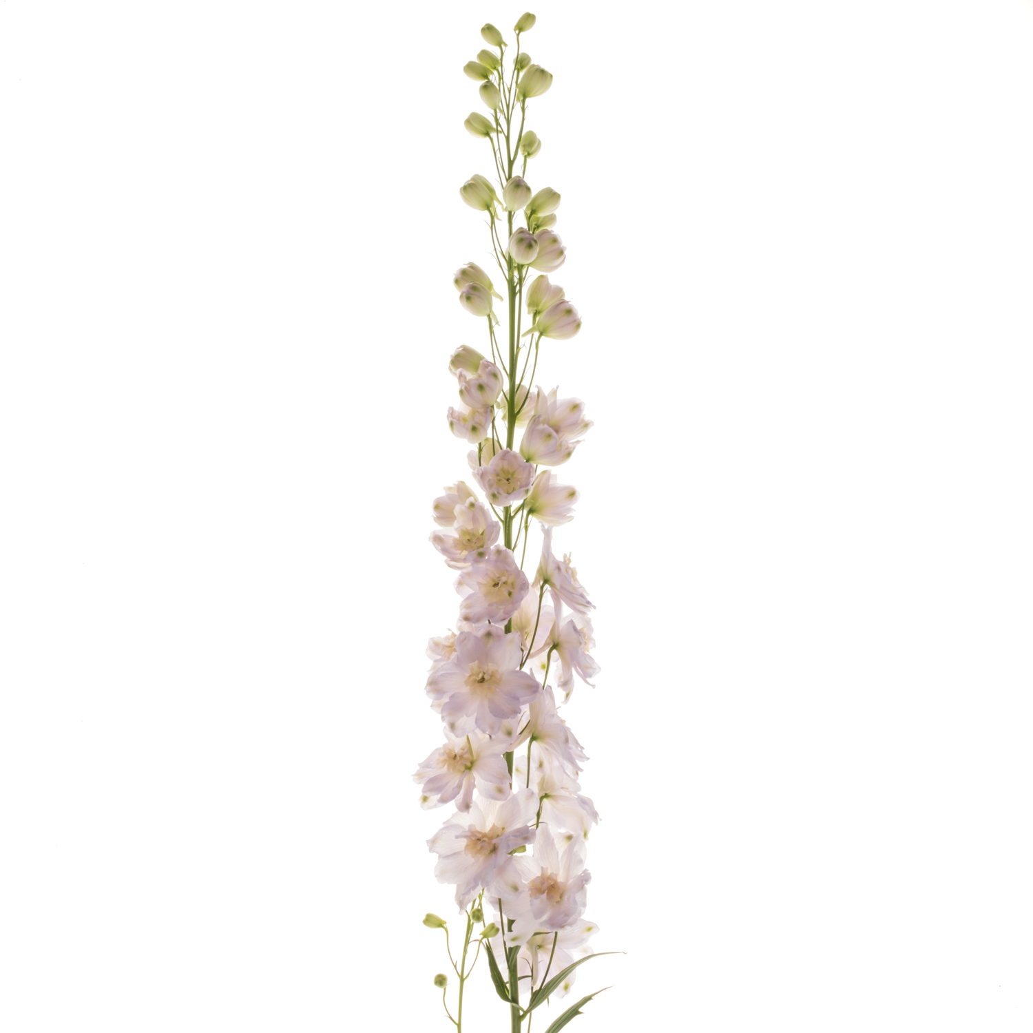 Delphinium rosa Rosa Dewi Fame 95cm