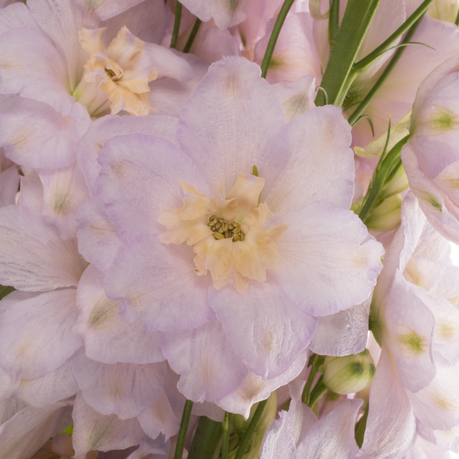 Delphinium rosa Rosa Dewi Fame 95cm