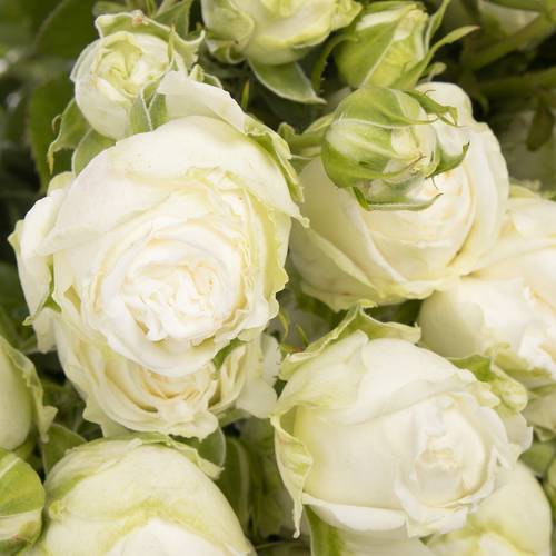 Rose verzweigt weiss Miss Bombastic 6+Blüte 70cm