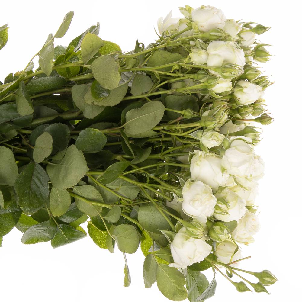 Rose verzweigt weiss Miss Bombastic 6+Blüte 70cm