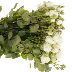 Rose verzweigt weiss Miss Bombastic 6+Blüte 70cm