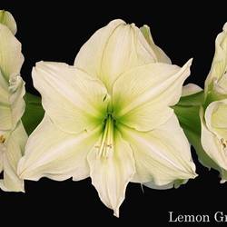 Amaryllis.Krt. creme Lemon Grandise x 15