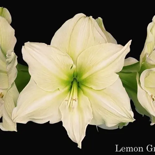 Amaryllis.Krt. creme Lemon Grandise x 15