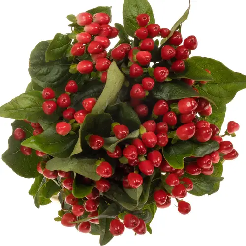 Hypericum rot Magical Impression 55cm