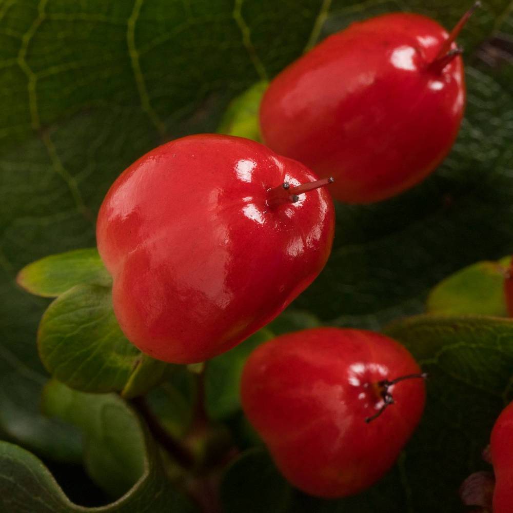 Hypericum rot Magical Impression 55cm