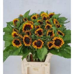 Sonnenblume gelb/dunkel braun  Pro Cut Bi-colour 85cm