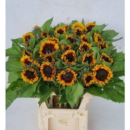 Sonnenblume gelb/dunkel braun  Pro Cut Bi-colour 85cm