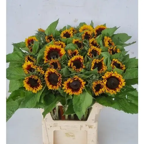 Sonnenblume gelb/dunkel braun  Pro Cut Bi-colour 85cm