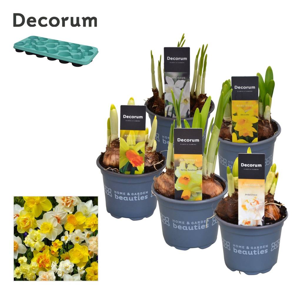 Narzisse 3er mix 3/5Srt T09 H015