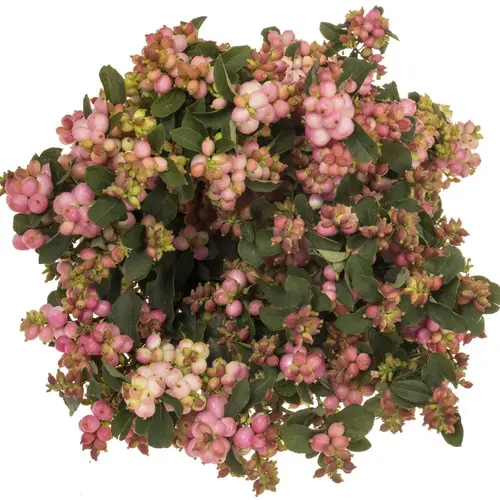 Schneebeere dunkel rosa Pink Falls 60cm