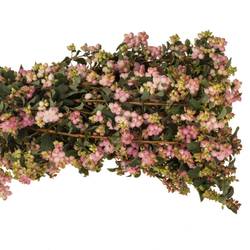 Schneebeere dunkel rosa Pink Falls 60cm