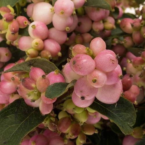 Schneebeere dunkel rosa Pink Falls 60cm