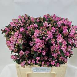 Schneebeere dunkel rosa Pink Falls 60cm