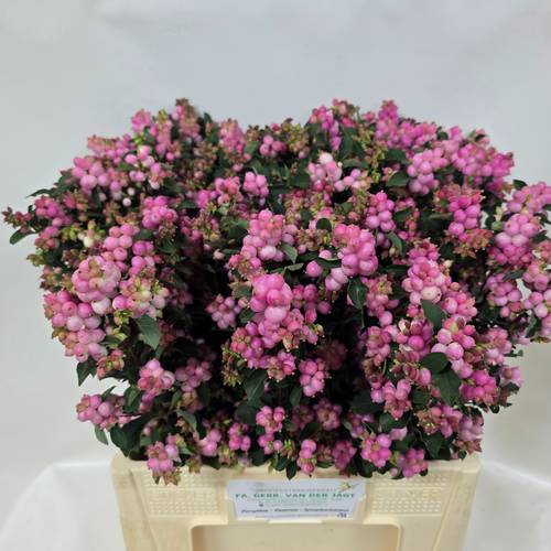 Schneebeere dunkel rosa Pink Falls 60cm