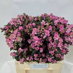 Schneebeere dunkel rosa Pink Falls 60cm