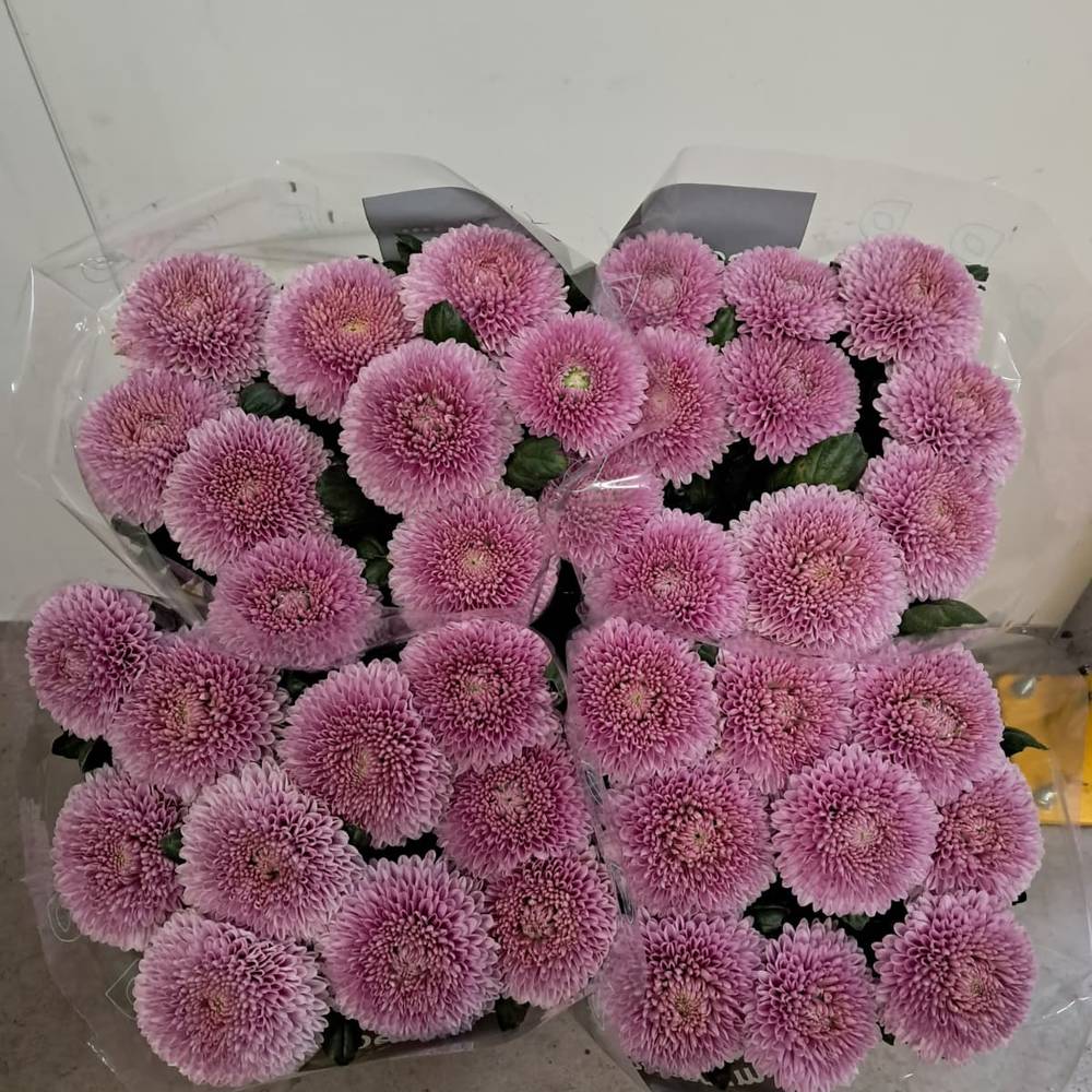 Chrys.Deko lila Arcadia neu ! 80 Gramm 70cm
