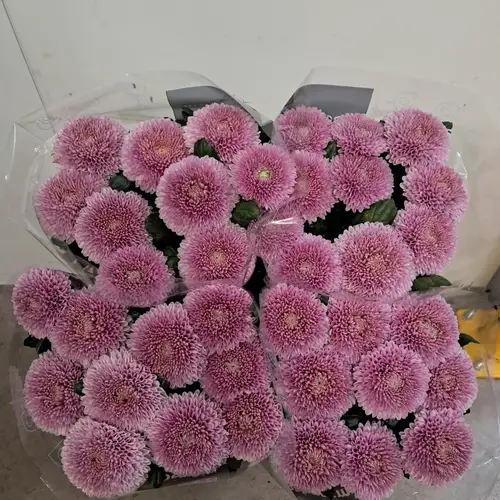 Chrys.Deko lila Arcadia neu ! 80 Gramm 70cm