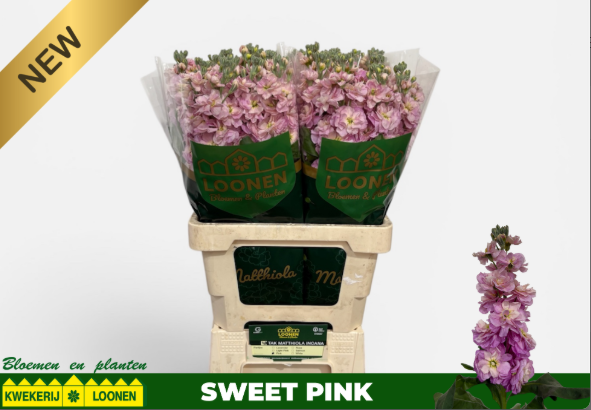 Levkoje rosa Mila Antiek 65cm